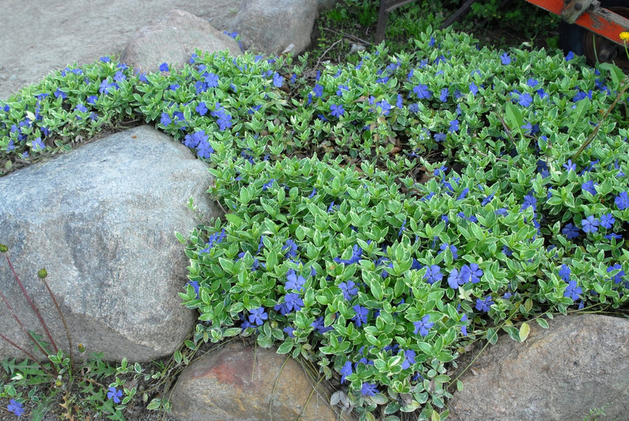3 x Purple Lesser Periwinkle - Vinca Minor Bowles Vinca_minor_Variegat_cZ1pLVL9lNiF 3