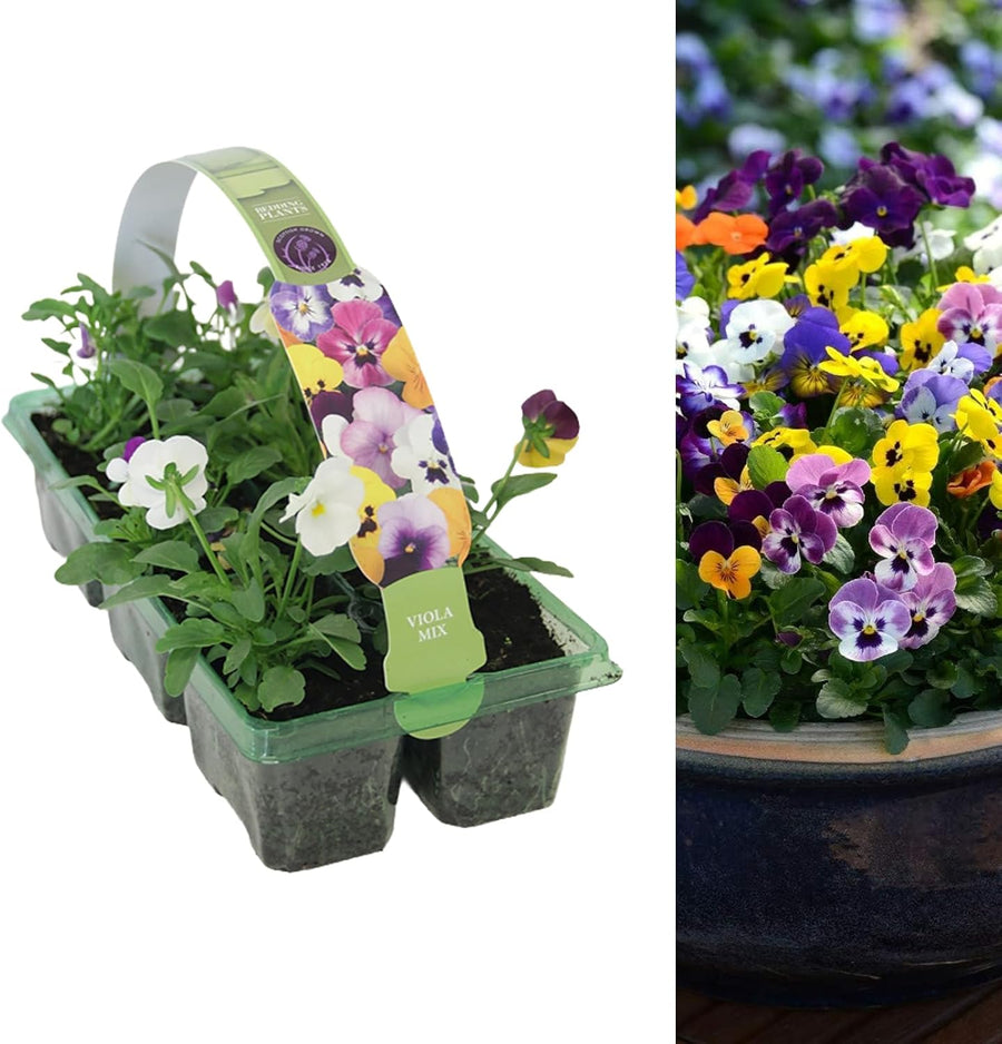 Viola Plants Mixed Pack  3