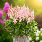 Astilbe Bare Root Mix  2