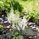 Visions in White Astilbe Plant  2