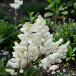 Visions in White Astilbe Plant  3