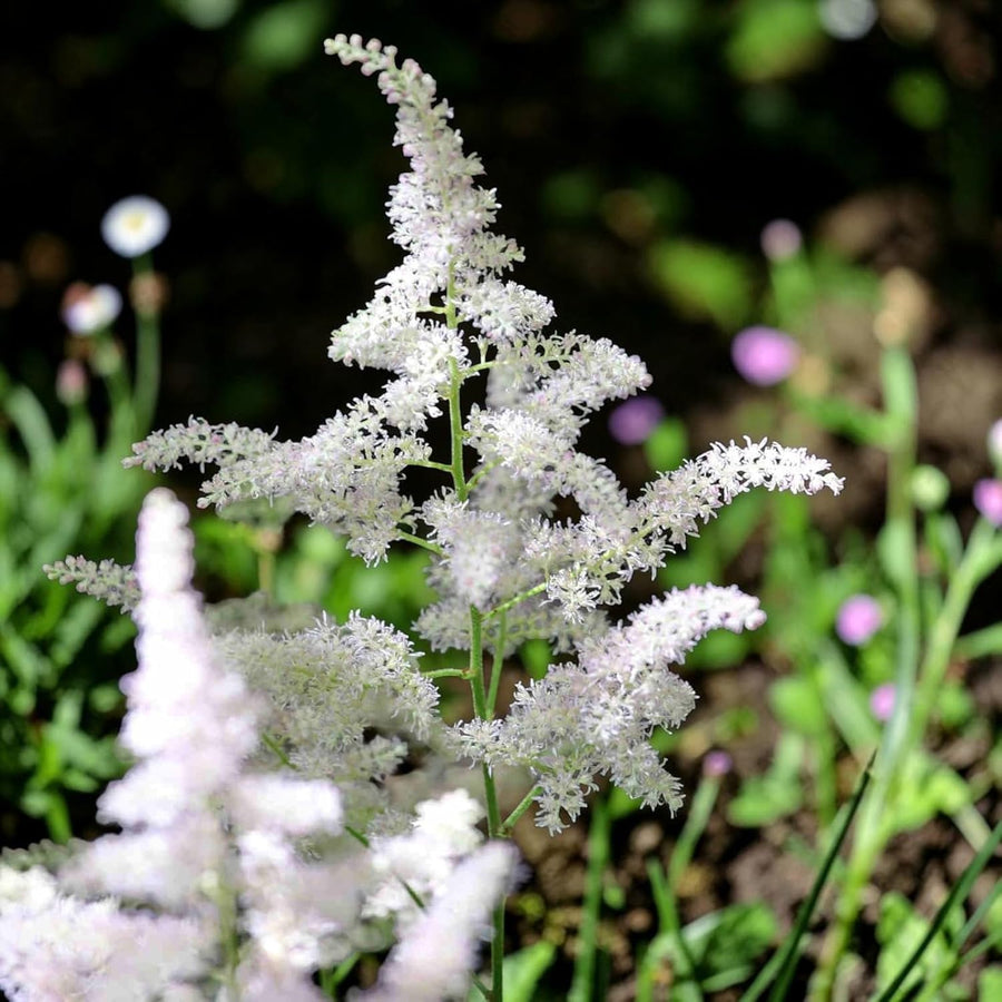 Visions in White Astilbe Plant  4