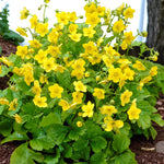 Waldsteinia Ternata Bare Root  4