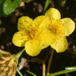 Waldsteinia Ternata Bare Root  2