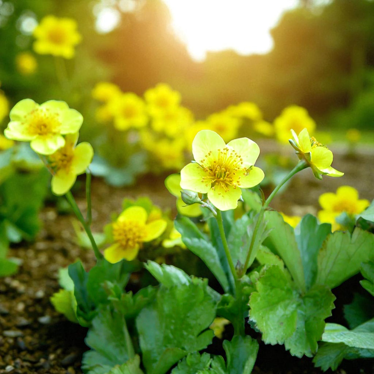 Waldsteinia Ternata Bare Root  3