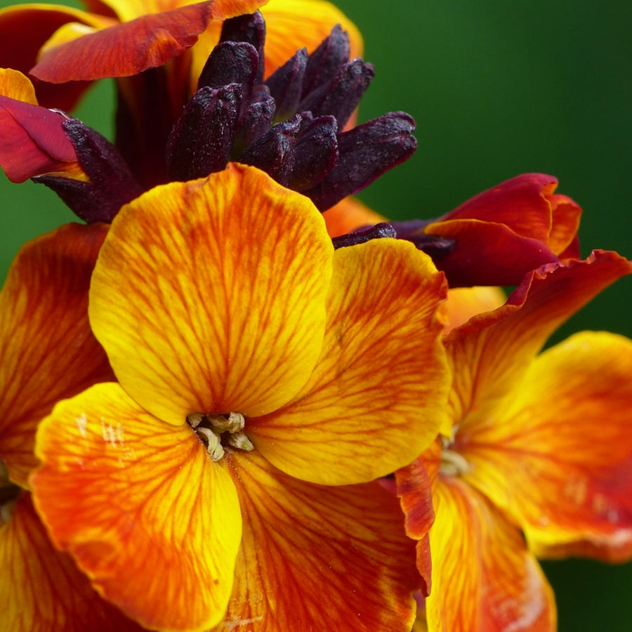 Bare Root Wallflowers Fire King Bare Root Wallflowers - 10 x Fire King image3 3