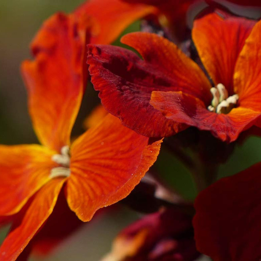 Bare Root Wallflowers Fire King Bare Root Wallflowers - 10 x Fire King image1 1
