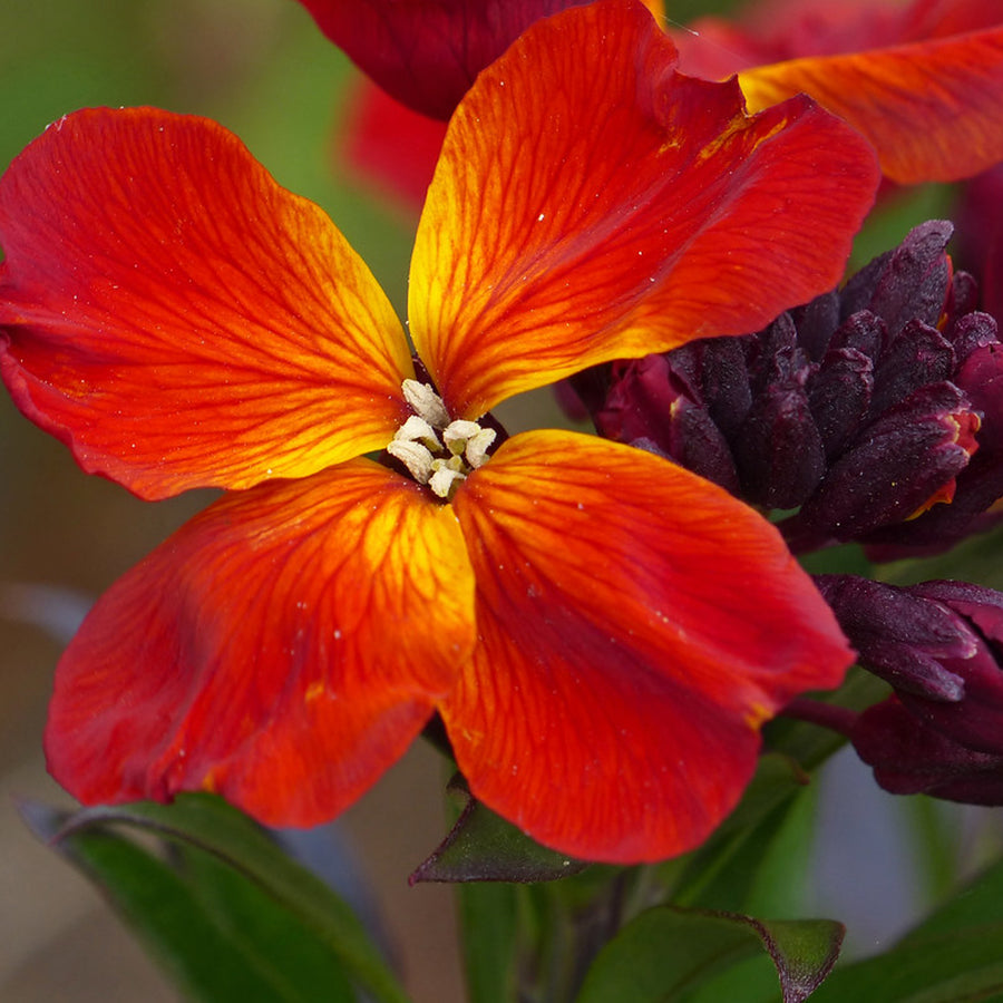 Bare Root Wallflowers Fire King Bare Root Wallflowers - 10 x Fire King image2 1