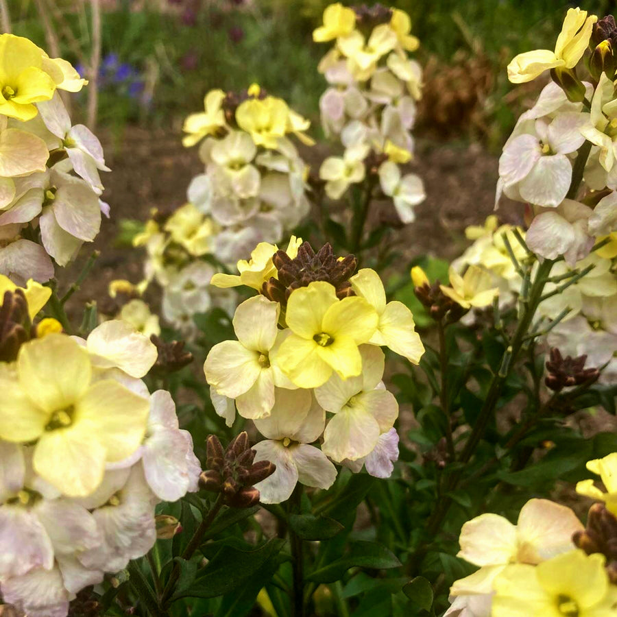 Bare Root Wallflowers Ivory White Bare Root Wallflowers - 10 x Ivory White image1 3