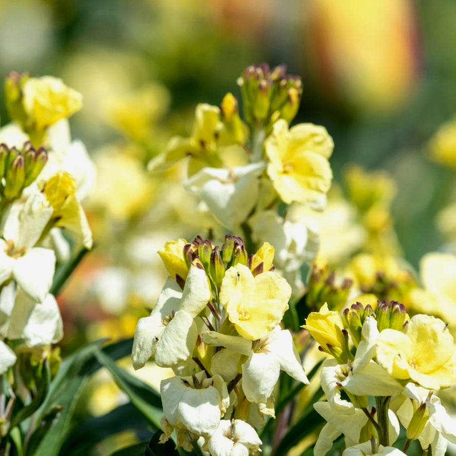 Bare Root Wallflowers Ivory White Bare Root Wallflowers - 10 x Ivory White image2 1