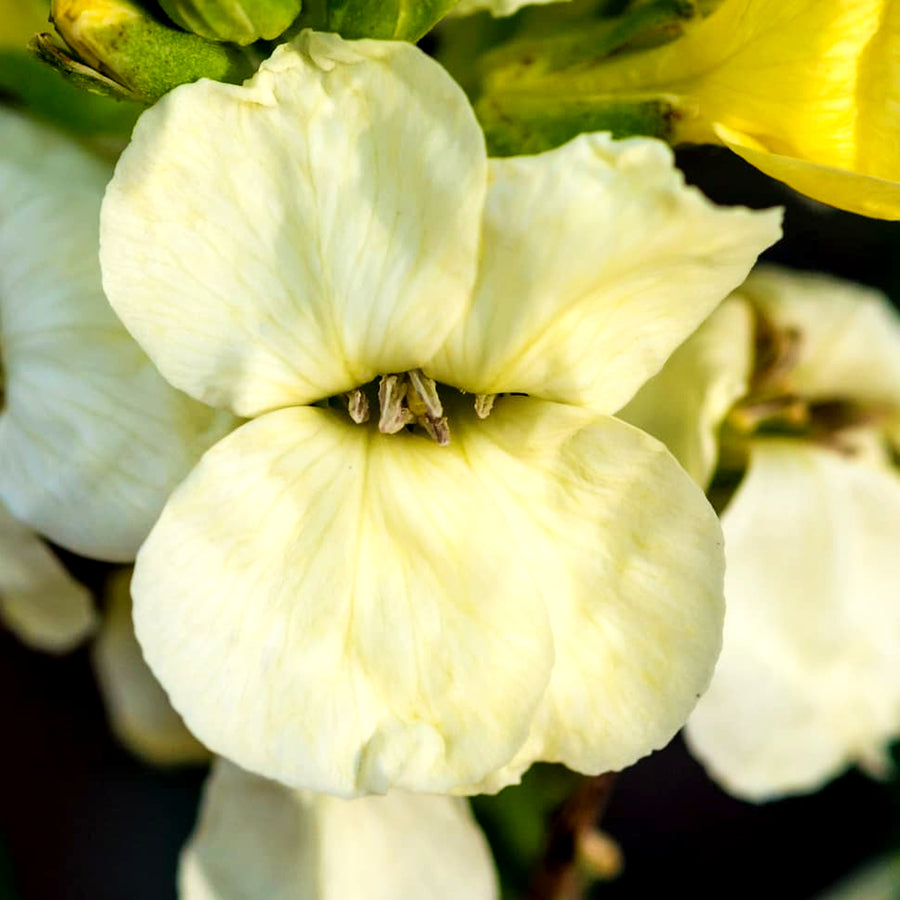 Bare Root Wallflowers Ivory White Bare Root Wallflowers - 10 x Ivory White image3 1