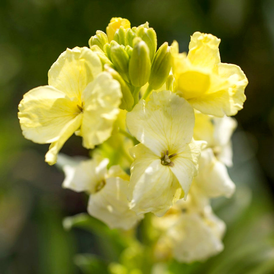Bare Root Wallflowers Primrose Dame Bare Root Wallflowers - 10 x Primrose Dame image1 1