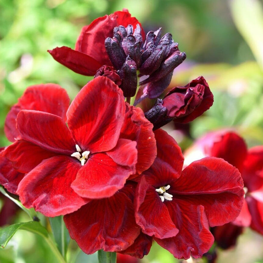Bare Root Wallflowers Purple Shades Bare Root Wallflowers - 10 x Purple Shades image1 1