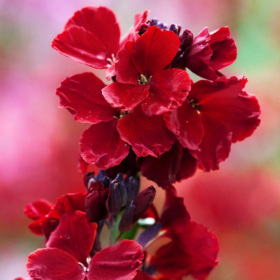 Erysimum Wallflower  8