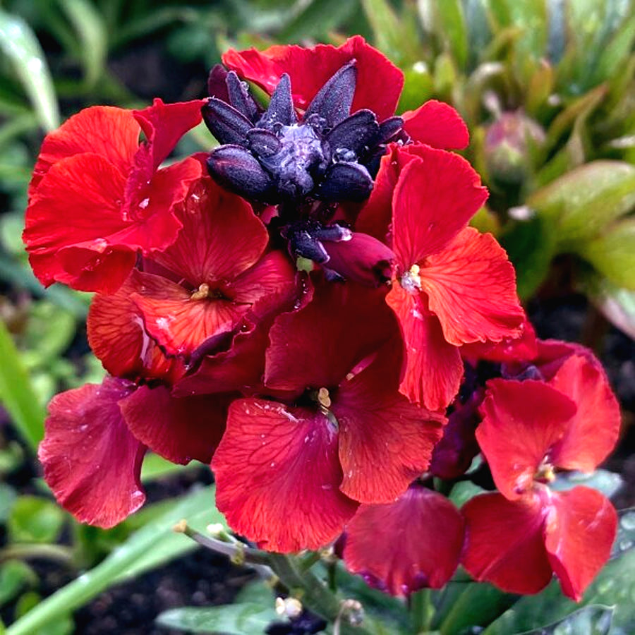 Bare Root Wallflowers Purple Shades Bare Root Wallflowers - 10 x Purple Shades image3 3