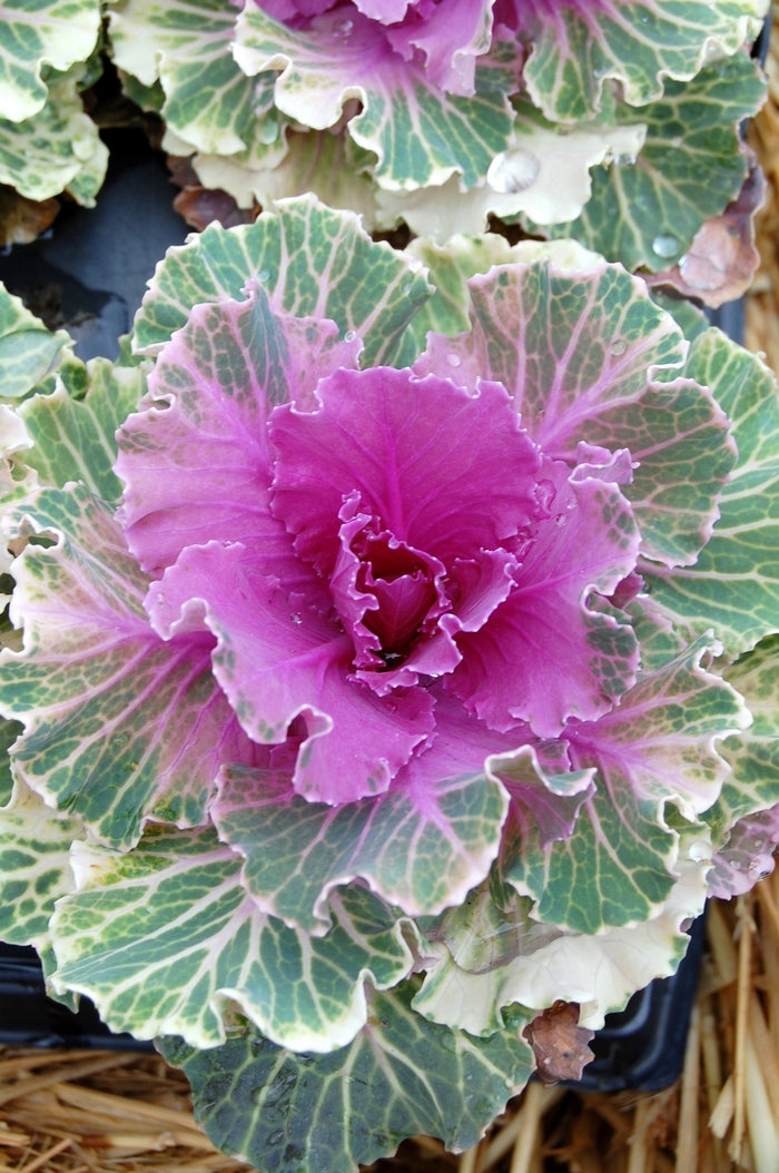 Ornamental Cabbage Plants - Red Pigeon 4 x Ornamental Cabbage Plants - Red Pigeon image4 4
