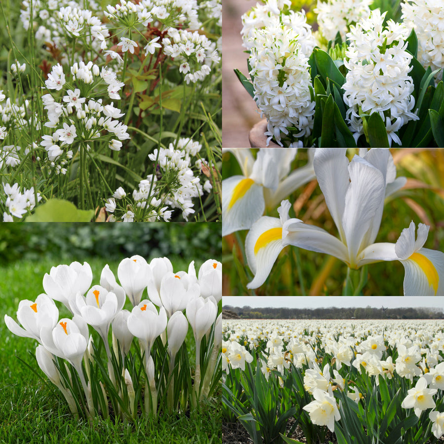 White Bulb Collection White Bulb Collection image1 1