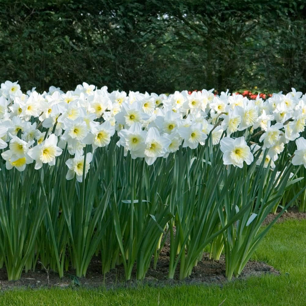 White Bulb Collection White Bulb Collection image4 4