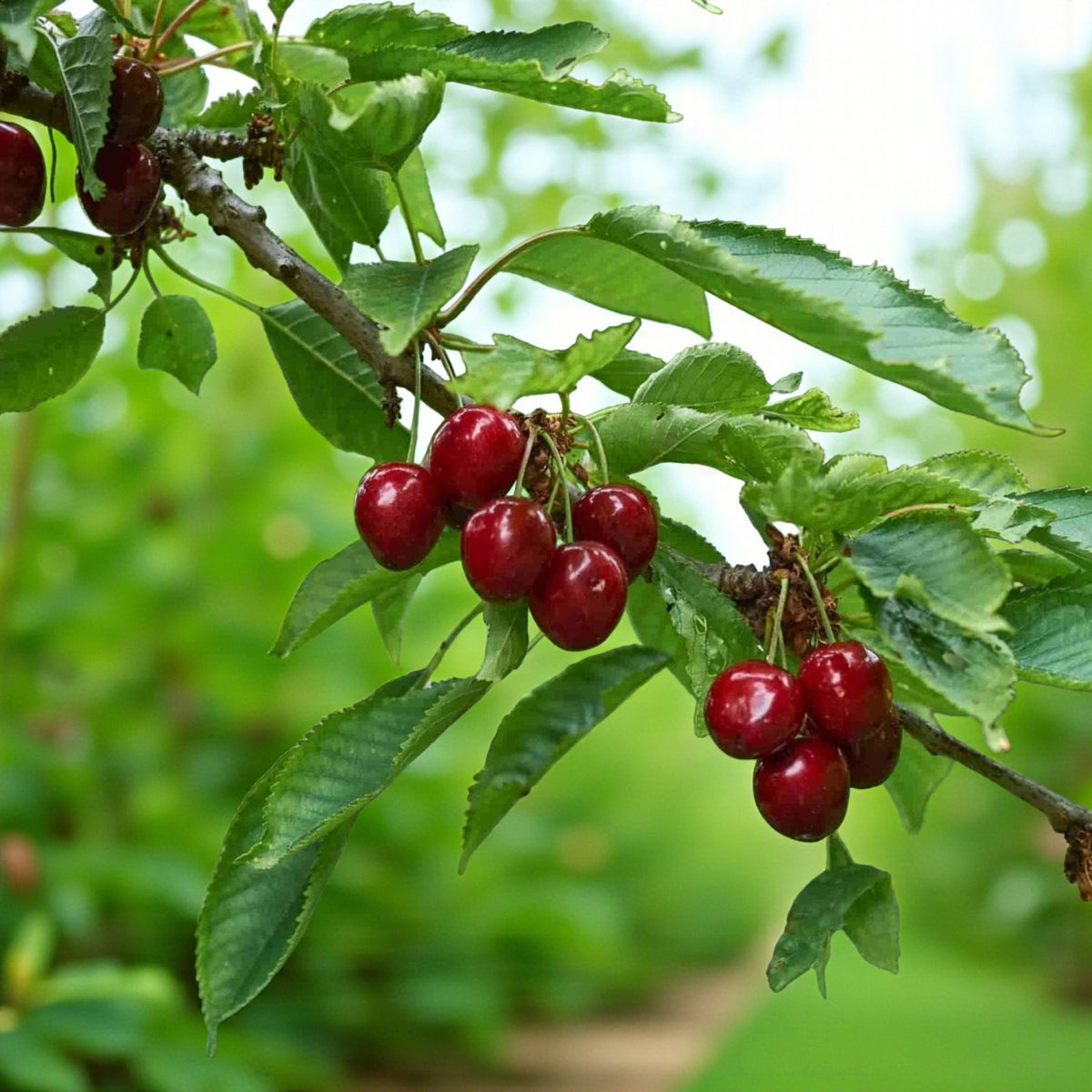 Wild Cherry Hedging  4