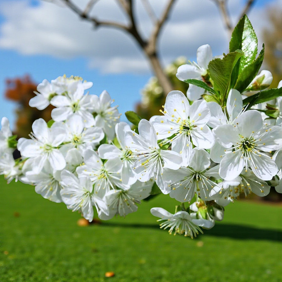 Wild Cherry Hedging  3