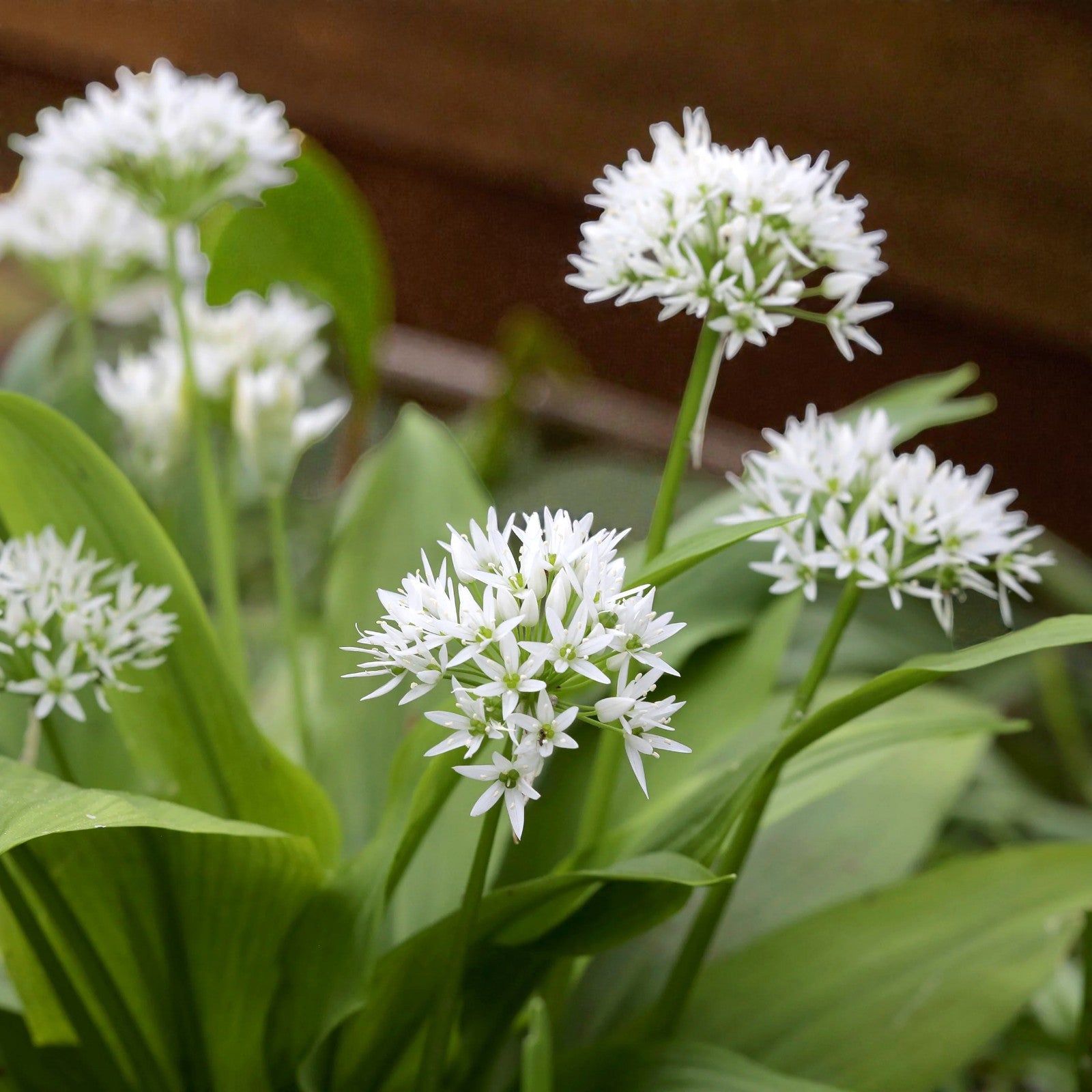 Wild garlic plants in bloom with clusters of small white star-shaped flowers rising above broad green leaves.