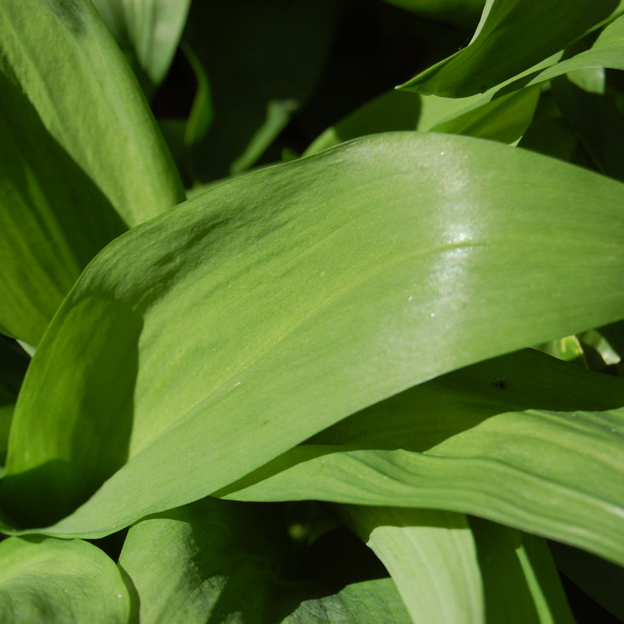 Wild Garlic Bare Roots Close-up of fresh wild garlic foliage, showing smooth, bright green, lance-shaped leaves. 2