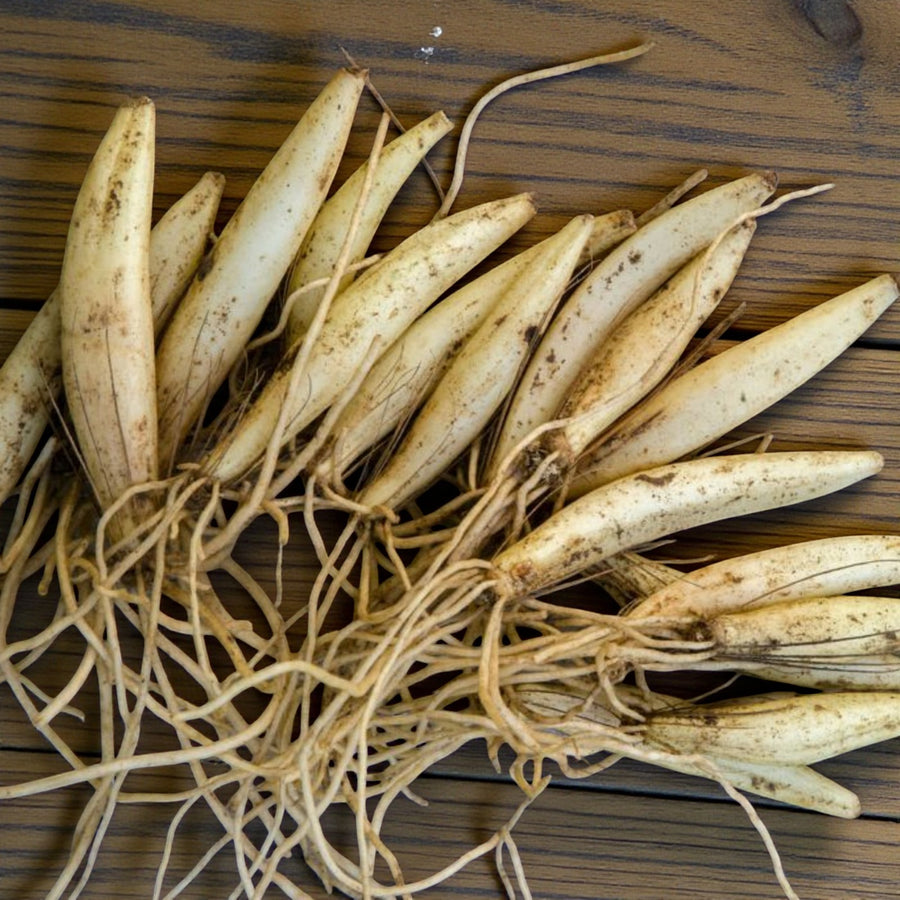 Wild Garlic Bare Roots A bundle of wild garlic bare roots laid out on a wooden surface, displaying long white root sections with fine trailing root hairs. 3