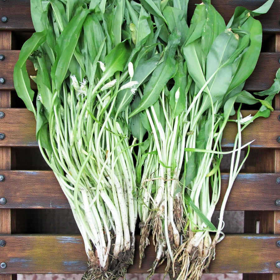 Wild Garlic Bare Roots Freshly lifted wild garlic plants with roots attached, arranged on a wooden slatted surface, showing leafy green tops and white stems. 4