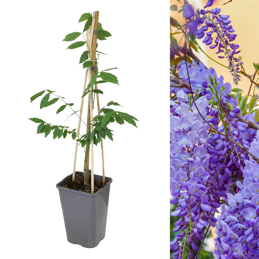 Chinese Wisteria Sinensis Prolific WISTERIASINEN2L-1 1