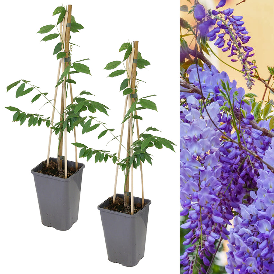 Chinese Wisteria Sinensis Prolific WISTERIASINEN2L-2 8
