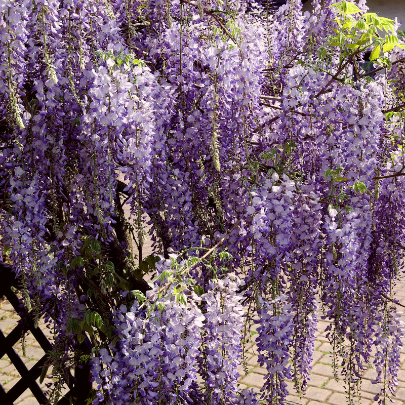 Chinese Wisteria Sinensis Prolific WISTERIASINEN2L-image1 1