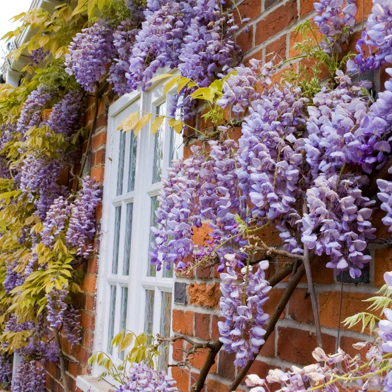 Chinese Wisteria Sinensis Prolific WISTERIASINEN2L-image3 3