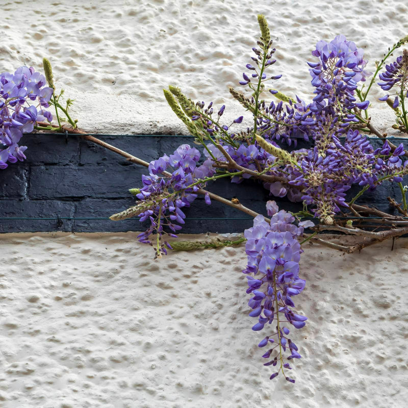 Chinese Wisteria Sinensis Prolific WISTERIASINEN2L-image5 6