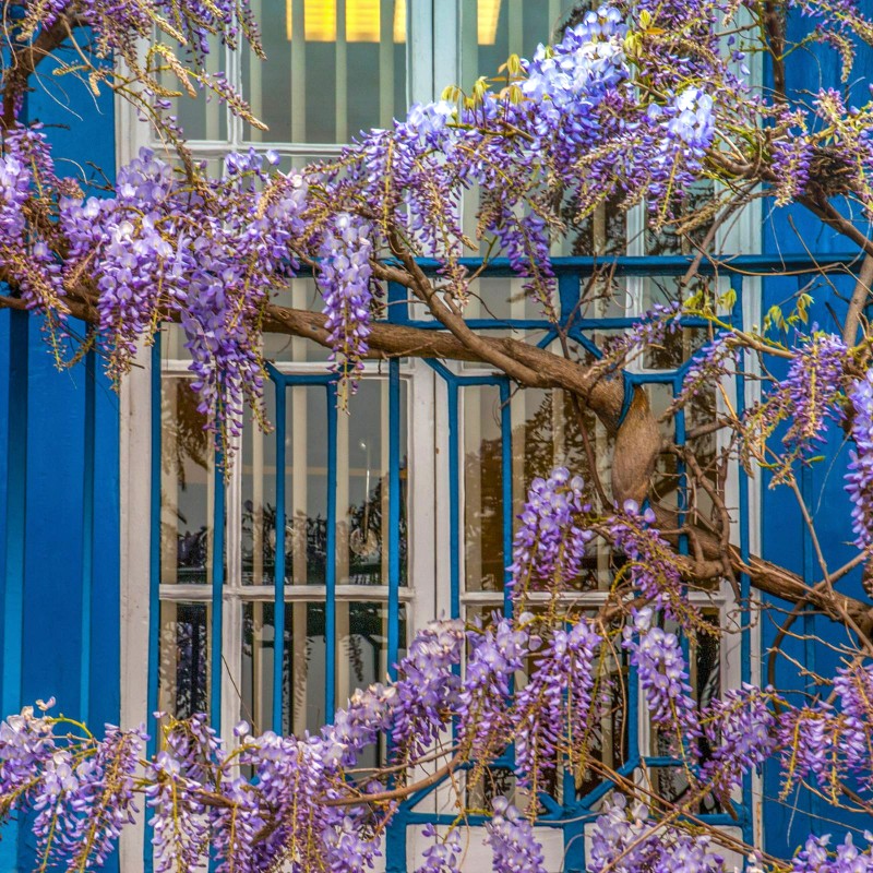 Chinese Wisteria Sinensis Prolific WISTERIASINEN2L-image6 4