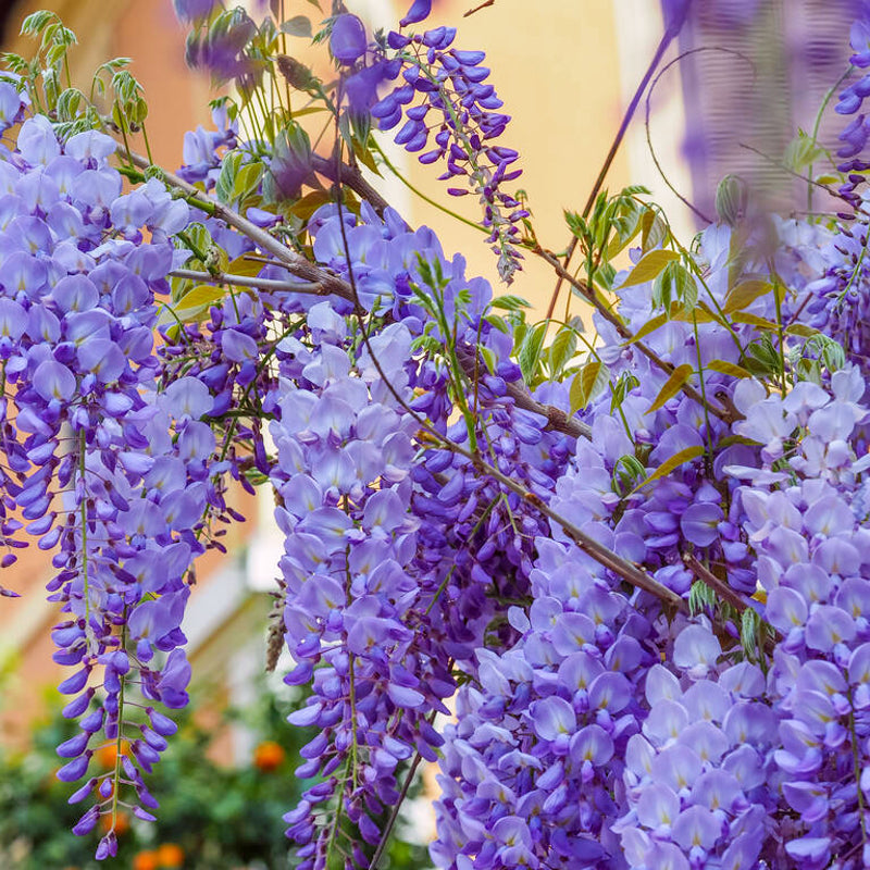 Chinese Wisteria Sinensis Prolific WISTERIASINEN2L-image7 5
