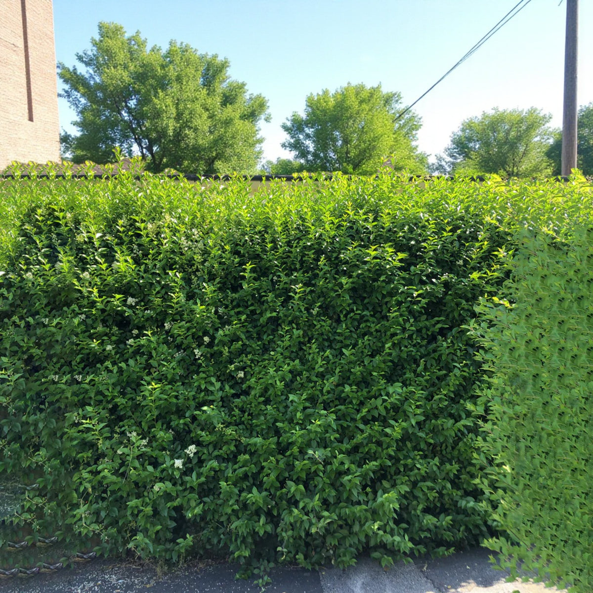 Wild Privet 20-40cm Hedging Dense wild privet hedge with bright green foliage in a sunny garden setting. 1