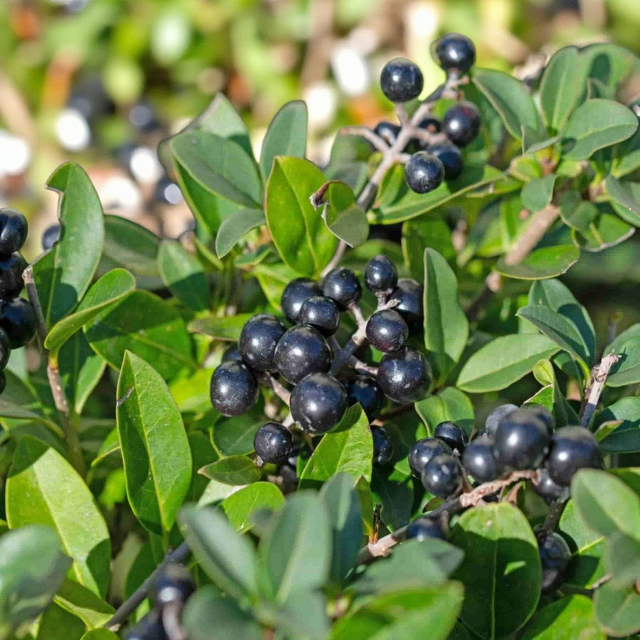 Wild Privet 20-40cm Hedging  4