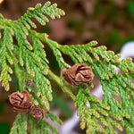 Western Red Cedar Hedging  3