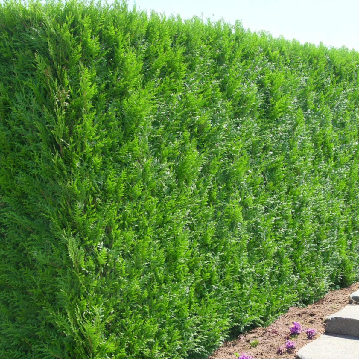 Western Red Cedar Hedging  1