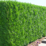 Western Red Cedar Hedging  1
