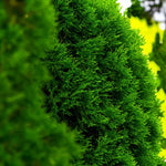 Western Red Cedar Hedging  4