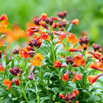 Erysimum Wallflower  10