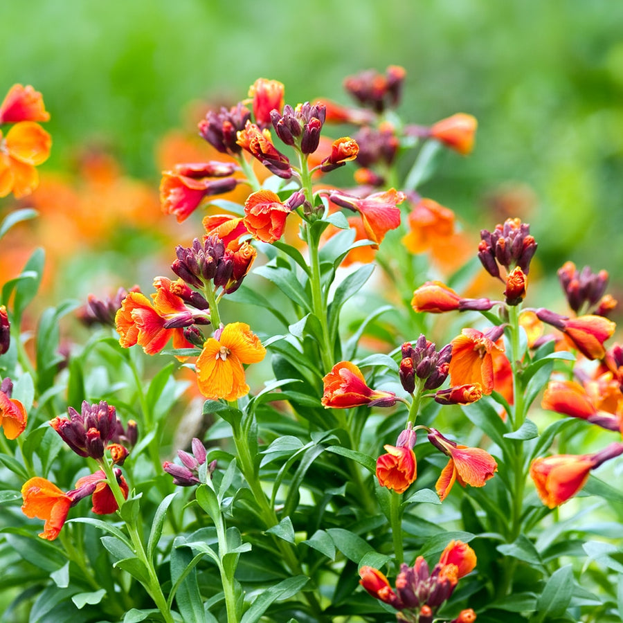 Erysimum Wallflower  10