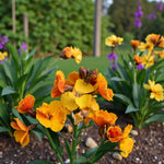 Wallflower Tom Thumb  1