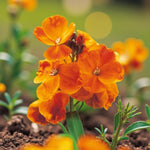 Wallflower Tom Thumb  2
