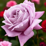 Waltztime Rostock Rose Bush  1