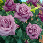 Waltztime Rostock Rose Bush  2