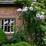 Waltztime Rostock Rose Bush  3
