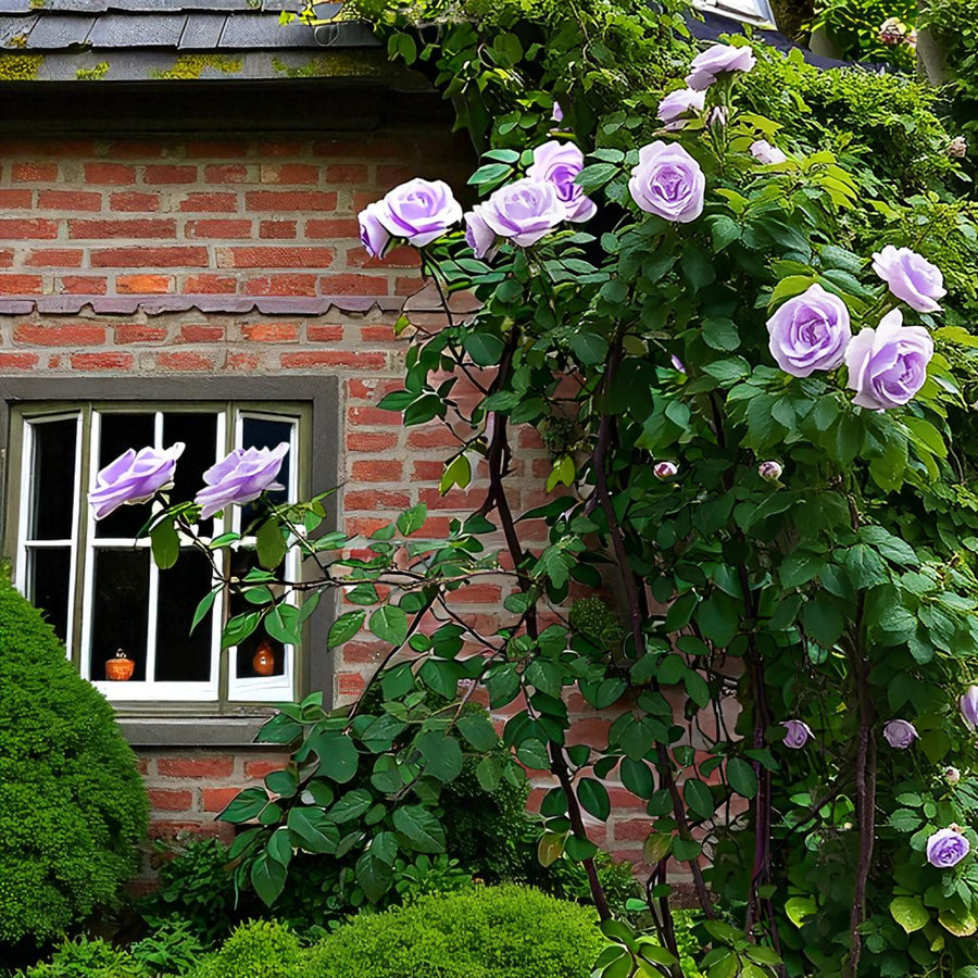 Waltztime Rostock Rose Bush  3