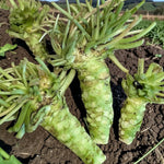Root Vegetable Trio Plant Collection  3